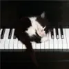 Chandelier (Originally Performed By Sia) [Piano Karaoke By Ear in Lower Key] [feat. Madilyn Bailey] song lyrics