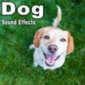 Dog Sound Effects - The Hollywood Edge Sound Effects Library