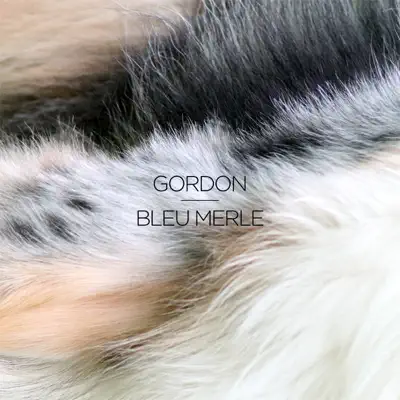 Bleu merle - EP - Gordon