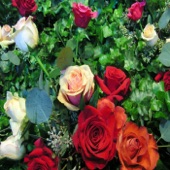 Jill Kremer - Ivory Roses