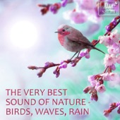 The Very Best Sound of Nature - Birds, Waves, Rain (with Forest, Creek, Wind, Thunder) [Sound for Relaxation, Meditation, Healing, Massage, Deep Sleep, Yoga] artwork