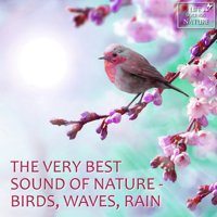 Life Sounds Nature - The Very Best Sound of Nature - Birds, Waves, Rain (with Forest, Creek, Wind, Thunder) [Sound for Relaxation, Meditation, Healing, Massage, Deep Sleep, Yoga] artwork