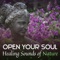 Garden of Zen Music - Nature Meditation Academy lyrics