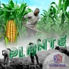 Plante (Radio Edit) - Single