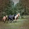 Stream & download Relaxing Galloping Horses in Forest Sounds for Stress Relief and Deep Sleep - Single