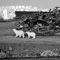 Giant panda - The Listening Planet lyrics