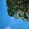 Lá - Single
