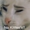 no kittens?? - Dxniel Idk lyrics