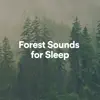 Forest Sounds for Sleep album lyrics, reviews, download