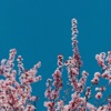 Lovely Spring - Single