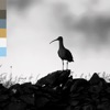 The Arc - Single