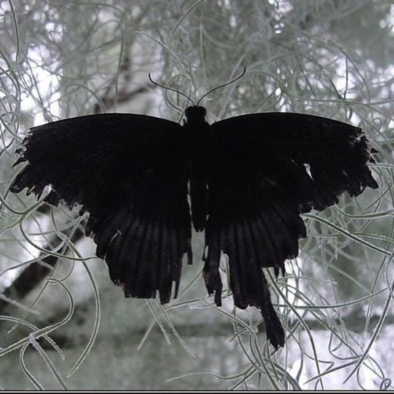 Черные ночные бабочки. Черный мотылек. Мрачные бабочки. Черная ночная бабочка. Бабочки в лесу.