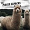 April 30, 2020: International Jazz Day - The Pissed Alpacas lyrics