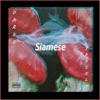 Siamese (feat. Spacely) - Single