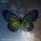 Butterfly - Nomrah lyrics