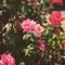 Attention - REA lyrics