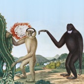 Baston - Primates