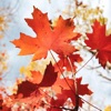 Maple Leaf - Single
