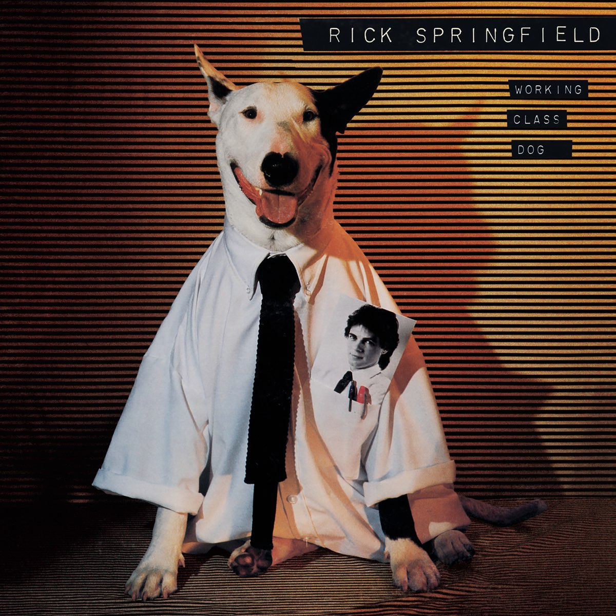 working-class-dog-by-rick-springfield-on-apple-music