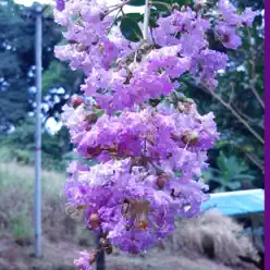 ELLA - Single - Arcana