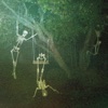 Wet Tropics - Tragic Accidents