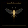 Mayflies