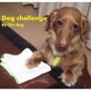 Dog challenge