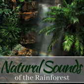 Natural Sounds of the Rainforest - Amazon River Soundscape - Ismaël Khan