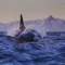 Orca - Drake Stafford lyrics