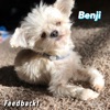 Benji - Single