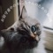 Relax My Cat - Japan BGM Improvement Committee lyrics