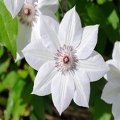 White Flowers (Vellai Pookal) artwork