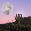 Alone - Single