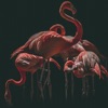 Flamingo - Single