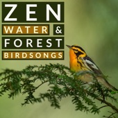 Zen Water and Forest Birdsongs - Nature Sounds For Relaxation artwork