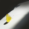 Trespassing Light