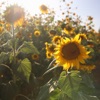 Sunflowers - Single