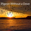 Pigeon Without a Dove