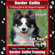 Karen Douglas Kane - Border Collie Training Book for Dogs & Puppies by BoneUP DOG Training: Are You Ready to BoneUp? "Easy Training * Fast Results" (Unabridged)