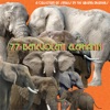 77 Benelovent Elephants