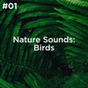 Peaceful Forest Birds - Sleep Sounds of Nature, BodyHI & Nature Sound Collection