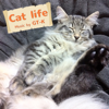 Cat Life (2017 Ver.) - GT-K