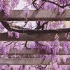 Cherry Blossoms - Single