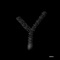 Y (feat. Mickey Shiloh) - Geeva lyrics