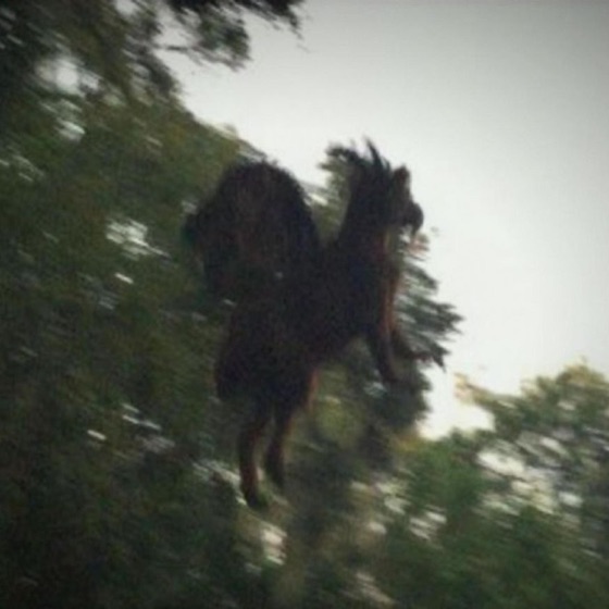 Cover artwork for Jersey Devil