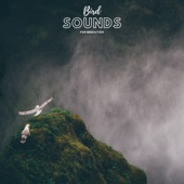Sleeping Bird Sounds artwork