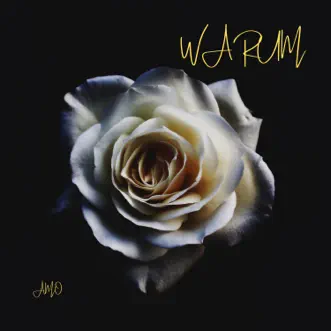 Warum by Amo song reviws