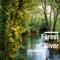 Nighttime Naturescape - Forest Sounds lyrics