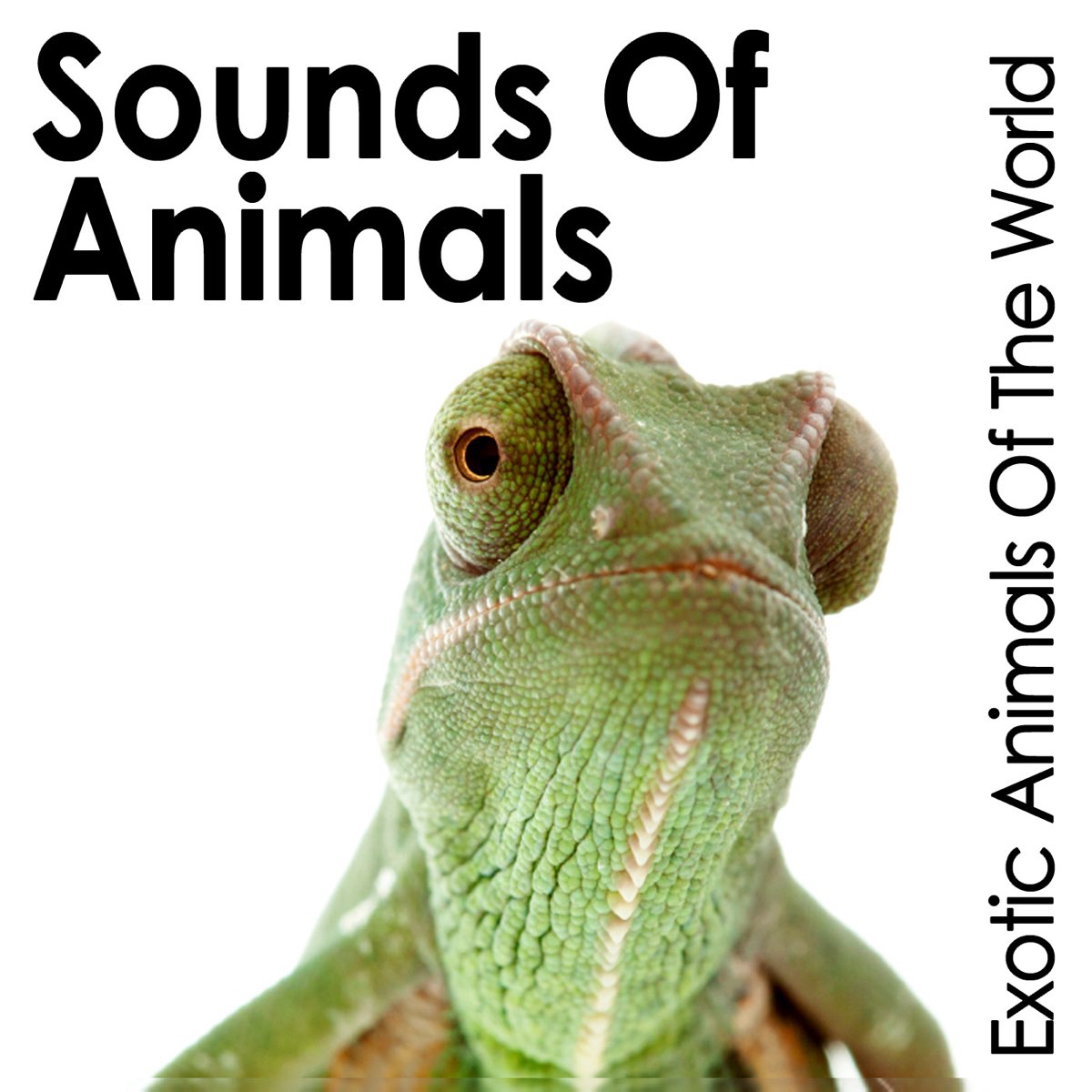 Sounds of Animals: Exotic Animals of the World by Pro Sound Effects Library  on Apple Music