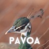 skate toy - Patos de Minas